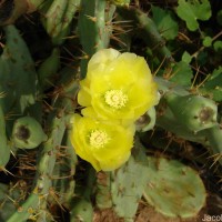 Opuntia dillenii (Ker Gawl.) Haw.
